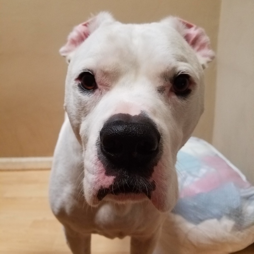 Meet your Posher, Sean